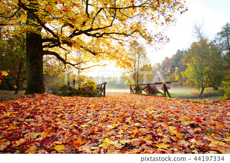Autumn forest. Beautiful rural scenery. 44197334
