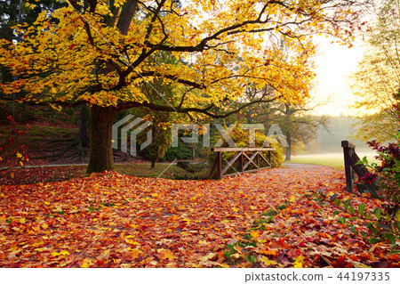 Autumn forest. Beautiful rural scenery. Autumn forest. Beautiful rural scenery. 44197335