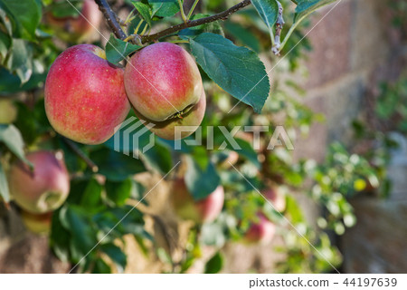 Detail red apples on the tree in the autumn 44197639