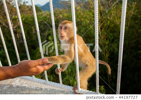 a little monkey eating food from hand a little monkey eating food from hand 44197727