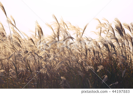 蘆葦茅草 44197883