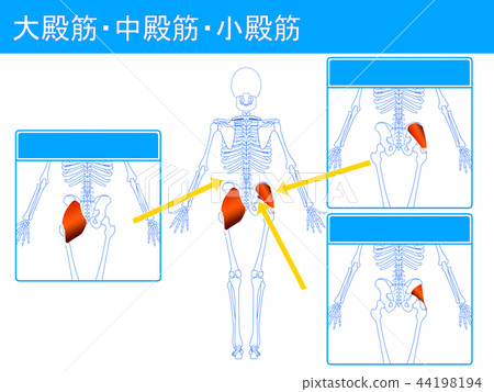 Gluteus muscle gluteus muscle 44198194