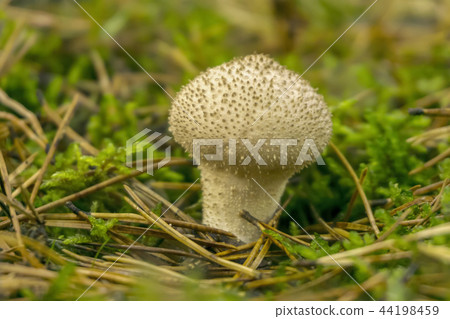 common puffball mushroom 44198459