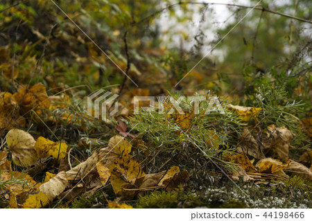 forest floor in autumn forest floor in autumn 44198466