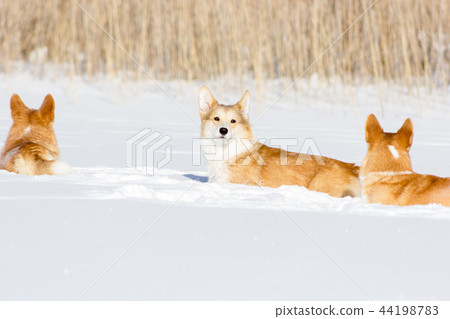 Welsh corgi pembrokes walks outdoor at winter Welsh corgi pembrokes walks outdoor at winter 44198783