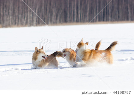 Welsh corgi pembrokes walks outdoor at winter Welsh corgi pembrokes walks outdoor at winter 44198797