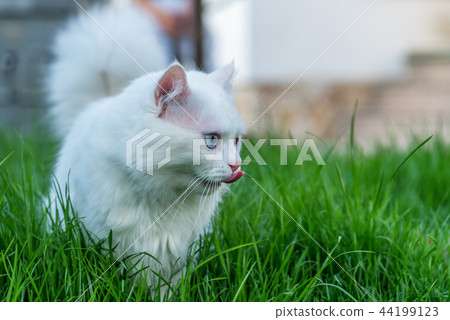 Cat relaxing in grass. Cat relaxing in grass. 44199123