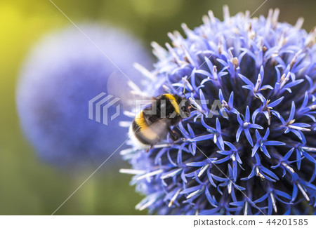 Bumble Bee on Echinops Bumble Bee on Echinops 44201585