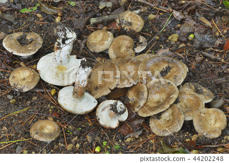 Black-faced 44202248