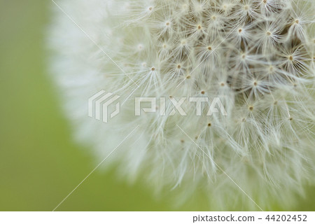 蒲公英的絨毛 蒲公英的絨毛 44202452