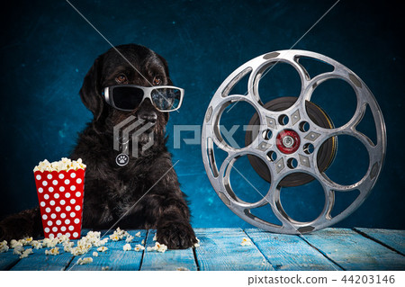 Black funny dog withRetro film production accessories. 44203146