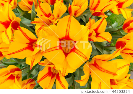 Beautiful view of colored tulips. Beautiful view of colored tulips. 44203234