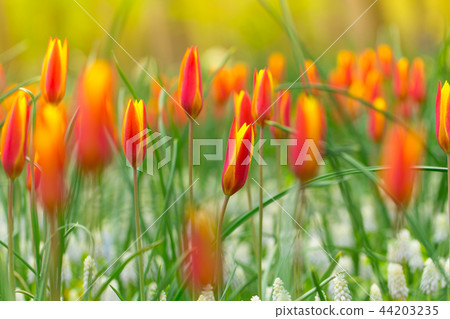 Beautiful view of colored tulips. Beautiful view of colored tulips. 44203235
