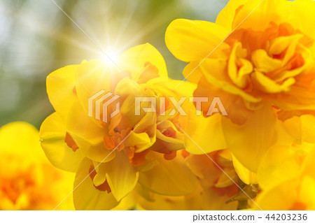 Beautiful view of colored tulips. Beautiful view of colored tulips. 44203236