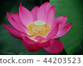 蓮花 44203523
