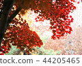Gyeongmyeongdae秋葉 44205465