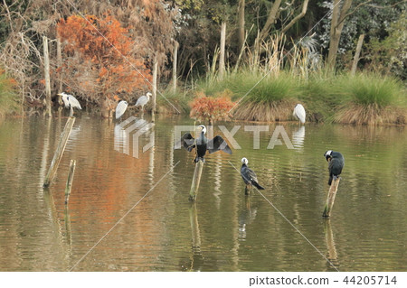 秋天鳥類保護區蒼鷺和Kawaw 44205714