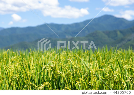 Summer rice ear Summer rice ear 44205760
