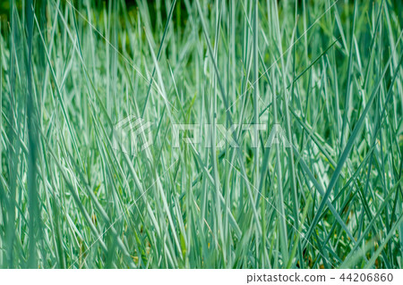 Lush green 44206860