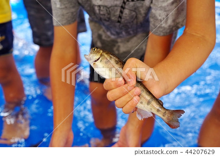 A child grabbing a rockfish A child grabbing a rockfish 44207629
