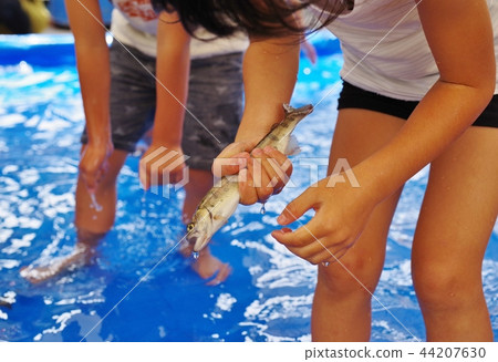 一個孩子抓一個石斑魚 44207630