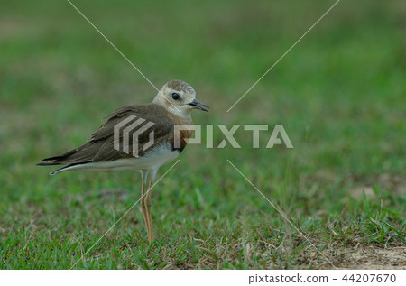 Oriental Plover (Charadrius veredus) 44207670