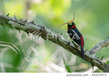 Black-and-Red broadbill on a branch 44207673
