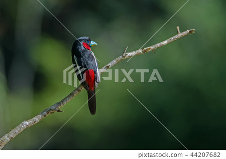 Black-and-Red broadbill on a branch 44207682