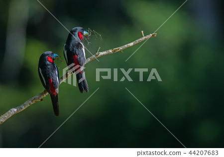 Black-and-Red broadbill on a branch 44207683