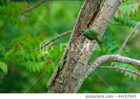 Coppersmith barbet on tree in nature 44207691