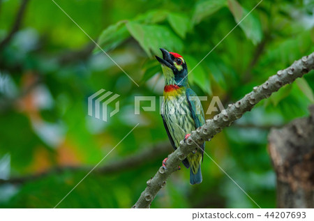 Coppersmith barbet on tree in nature Coppersmith barbet on tree in nature 44207693
