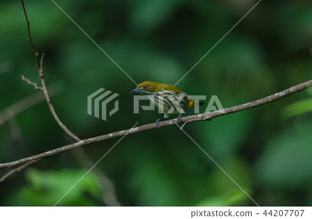 Yellow-vented Flowerpecker perchinh on a branch Yellow-vented Flowerpecker perchinh on a branch 44207707