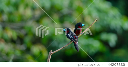 Black-and-Red broadbill on a branch 44207880