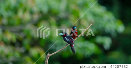 Black-and-Red broadbill on a branch 44207882