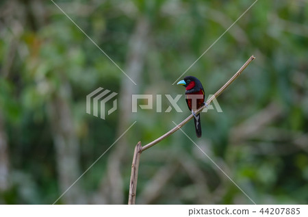 Black-and-Red broadbill on a branch Black-and-Red broadbill on a branch 44207885
