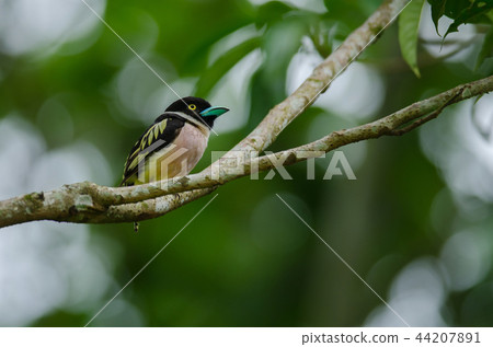 Black and Yellow broadbills perches on a brunch 44207891