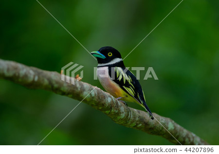 Black and Yellow broadbills perches on a brunch 44207896