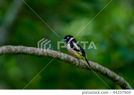 Black and Yellow broadbills perches on a brunch 44207900