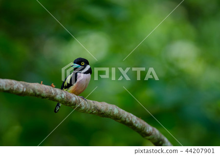 Black and Yellow broadbills perches on a brunch 44207901