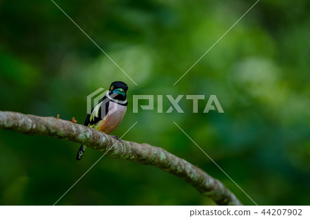 Black and Yellow broadbills perches on a brunch 44207902
