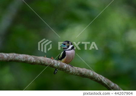 Black and Yellow broadbills perches on a brunch 44207904