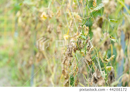颱風過後的黃瓜田 44208172