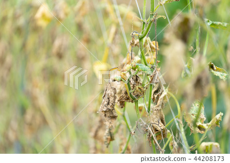 颱風過後的黃瓜田 44208173