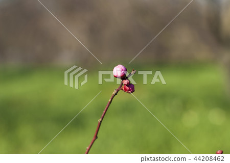Plum bud 44208462