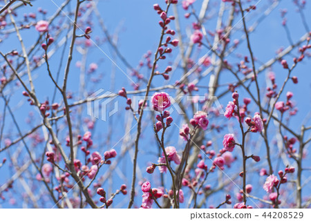 Plum flower bud Plum flower bud 44208529