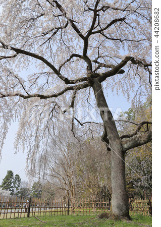 京都皇宮的垂枝櫻花 44208682