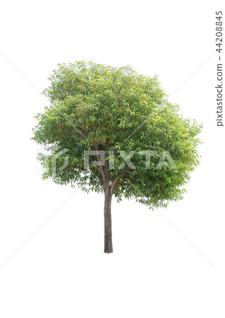 close up  Bullet Wood Tree isolated on white  44208845
