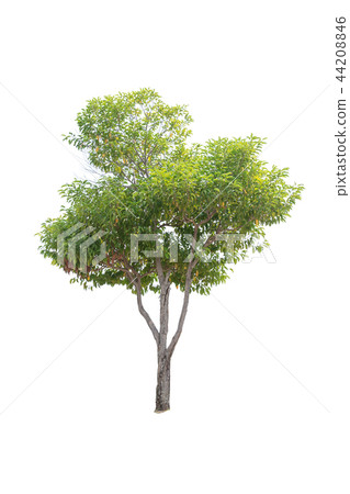 close up  Bullet Wood Tree isolated on white  44208846