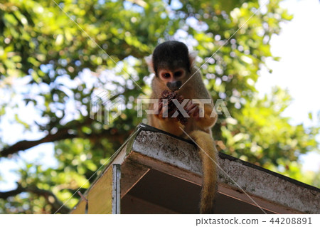石垣島松鼠猴5 44208891