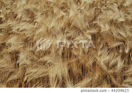 wheat 44209623